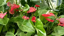 Anthurium andraeanum