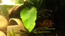Cryptocoryne walkeri
