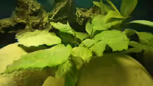 Anubias /Zwergspeerblatt