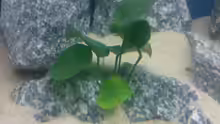 Anubias 