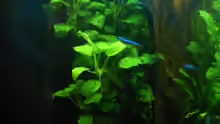 Anubias an der Moorholzwurzel