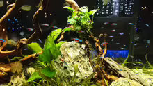 Anubias auf Wurzel neu