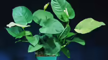 Anubias barteri auf hoher Wurzel
