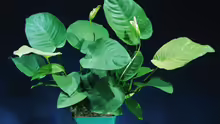 Anubias barteri ???Kompakt???