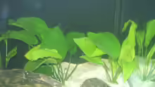 Anubias barteri und Echinodorus spec.
