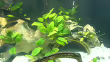anubias die aus dem gestein heraus wächst