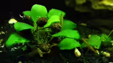 Anubias,Garnele,Erlenzapfen