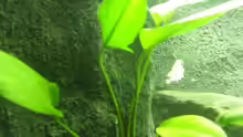 Anubias gracilis