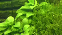 Anubias nana und Javamoos
