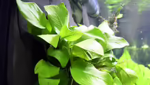 Anubias nana