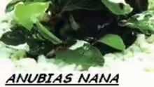 Anubias Nana