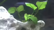 Anubias nana