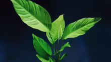 Anubias heterophylla