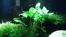 Anubias u Java Moos