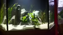Anubias und Vallisnerien