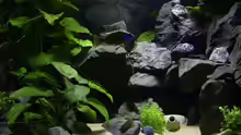 Anubias