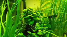 Anubias