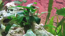 Anubias