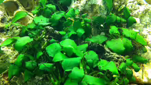 Anubias