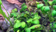 anubias