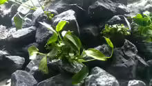 Anubias
