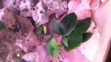 Anubias