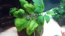 Anubias
