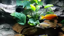 Anubias