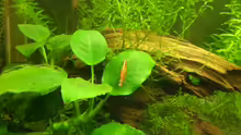 Anubias
