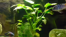 Anubias