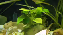 Anubias