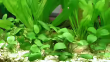 Anubias