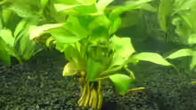 Anubias