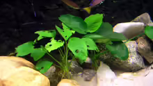 Anubias