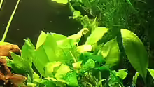 Anubias