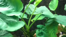 Anubias