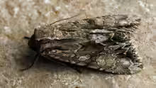 Apamea monoglypha