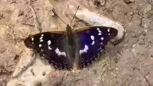 Apatura ilia