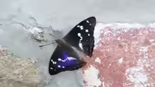 Apatura iris
