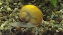 Apfelschnecke 