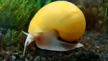 Apfelschnecke