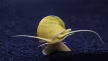Apfelschnecke