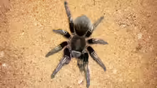 Aphonopelma seemanni