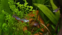 Aphyocharax anisitsi und Corydoras reticulatus