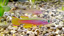 Aphyosemion striatum
