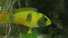 Apisto Weibchen