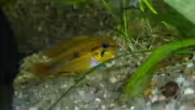 Apistogramma agassizii - Weibchen