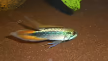 Apistogramma agassizii Männchen