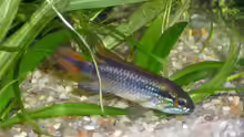 Apistogramma agassizii Männchen