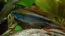 Apistogramma agassizii